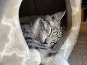 Cherry Blossom Paws: Life with Our Japanese Kitten