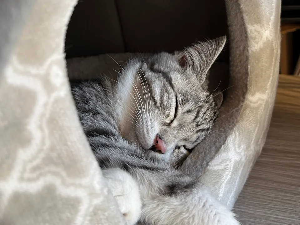 Cherry Blossom Paws: Life with Our Japanese Kitten