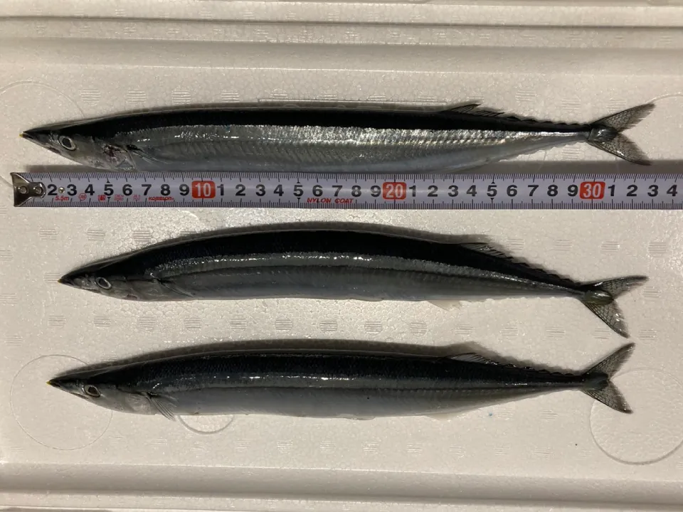 sanma size